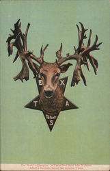 Deer Head with 76 Points Postcard
