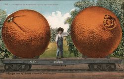 A Carload of Mammoth Navel Oranges From______ Postcard