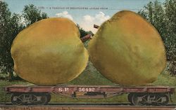 A Carload of Bellflower Apples From___ Postcard