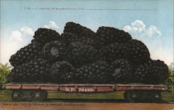 Carload of Blackberries from_______ Postcard
