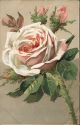 A Rose By Any Other Name Postcard