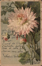 Chrysenthemum Postcard