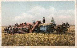 Heading Wheat in the West Postcard