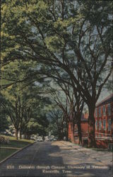 The University of Tennessee Postcard