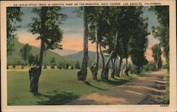 Eucalyptus Trees in Griffith Park on the Municipal Golf Course Postcard