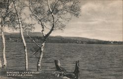Birches - Lakefront Postcard