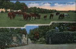 Mares and Foals, Claiborne Farm Paris, KY Postcard Postcard 