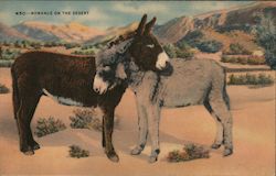 Romance on the Desert - Two Donkeys Postcard