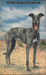 Volusia Kennel Club Postcard