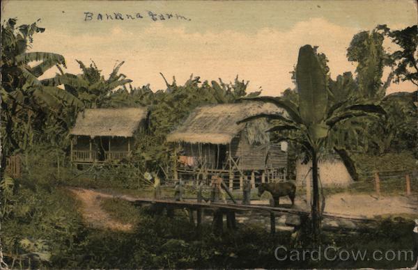 A Chinese Farmer's Banana Plantation on the Banks of the Canal Panama