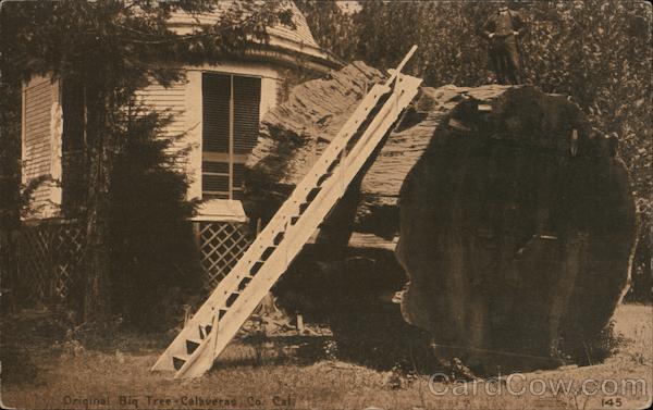 Original Big Tree California