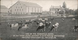 One of the Numerous Herds on Our 4000 Acres Devoted to Milk Raising Exclusively Hershey Chocolate Co Pennsylvania Postcard Postc Postcard