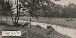 A Hershey Herd in Clover, Hershey Chocolate Co. Postcard