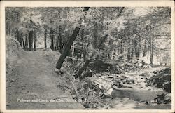 Pathway and Creek, the Glen Postcard