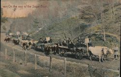 On the Way to the Sugar Bush - Ox Team Postcard