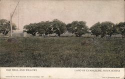 Old Well and Willows Postcard