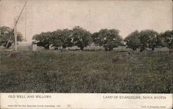 Old Well and Willows Nova Scotia Canada Postcard Postcard Postcard