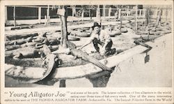 Young Alligator Joe, The Florida Alligator Farm Postcard