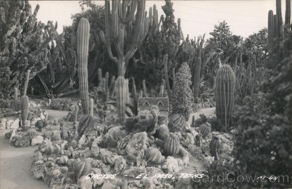 Cactus El Paso Texas