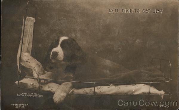 Dog in Doll Bed - Is It Time to Get Up? Dogs