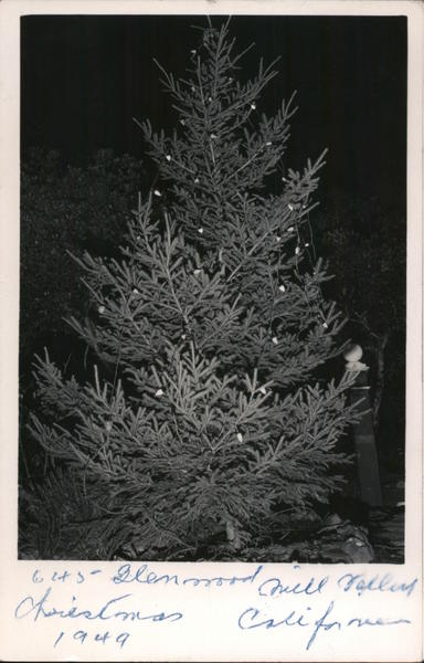 Glenwood Christmas Tree Mill Valley California