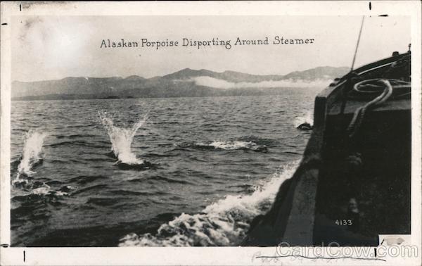 Alaskan Porpoise Disporting Around Steamer Boats, Ships