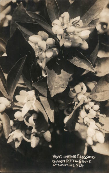 Navel Orange Blossoms, Garnett Grove St. Augustine Florida