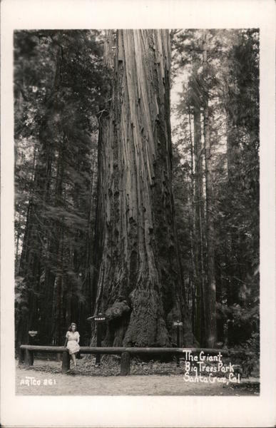 The Giant Big Trees Park Santa Cruz California