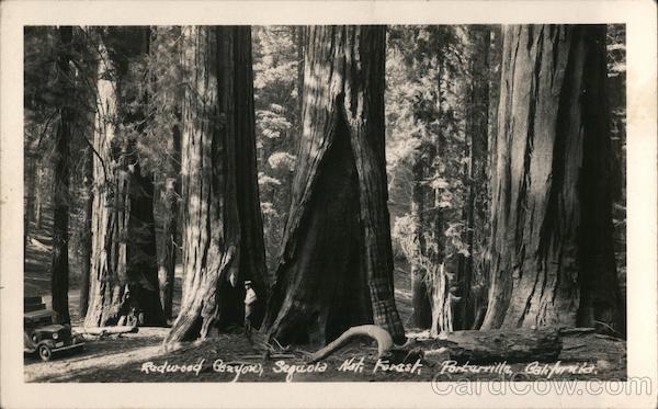 Redwood Canyon, Sequoia National Forest Sierra California