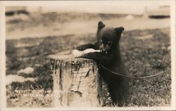Bear Cub Peggy at Indian Head Postcard