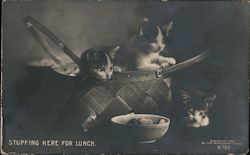 Kittens in Basket: Stopping Here for Lunch Cats Postcard Postcard Postcard