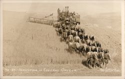 Combine Harvesting in Central Oregon Postcard Postcard Postcard