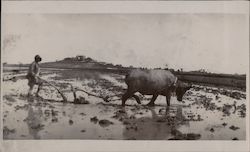 Plowing Flooded Field With Oxen Pulled Plow Postcard