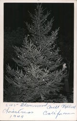 Glenwood Christmas Tree Postcard