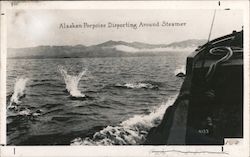 Alaskan Porpoise Disporting Around Steamer Postcard