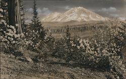 View of Mount Shasta Postcard
