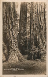 Forest Giants Mt. Tampalpais & Muir Woods, RY Postcard