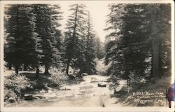 View Down Bear Creek Evergreen, CO Postcard Postcard 