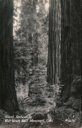 Giant Redwoods, Muir Woods Postcard