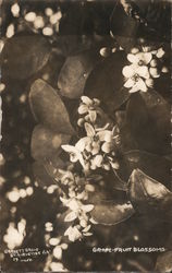 Grapefruit Blossoms, Garnett Grove Postcard