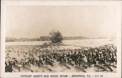 Lockhart Gaddy's Wild Goose Refuge Postcard