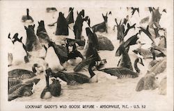 Lockhart Gaddy's Wild Goose Refuge Postcard