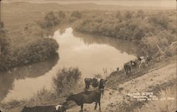 Ranch Scene, Cows Sheridan, WY Postcard Postcard Postcard