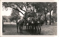 Man Driving Wagon Pulled by Three Donkeys Postcard