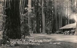 Richardson Grove State Park Postcard