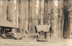 Heart of the Monarch Redwoods Postcard