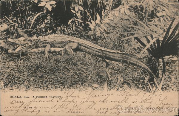 A Florida Gator Ocala