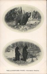 Bears in Yellowstone Park Postcard