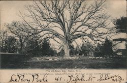 The Old Salem Oak New Jersey Postcard Postcard Postcard