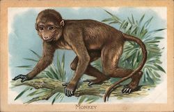 Monkey Postcard